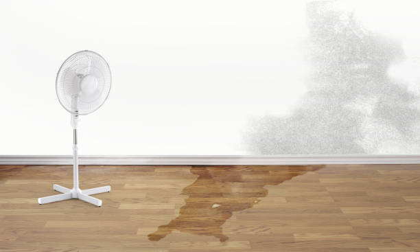 Best Local water damage restoration  in Pecatonica, IL