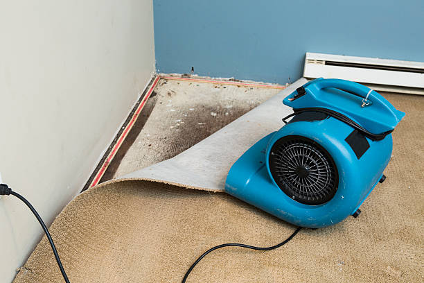 Best Water damage cleanup near me  in Pecatonica, IL